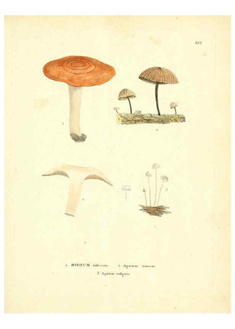 Reproducción/Reproduction 6284116140: Icones pictae specierum rariorum fungorum in synopsi methodica descriptarum Paris,Amand Koenig,1803-1808