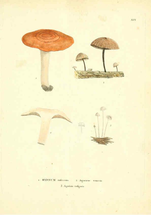 Reproducción/Reproduction 6284116140: Icones pictae specierum rariorum fungorum in synopsi methodica descriptarum Paris,Amand Koenig,1803-1808