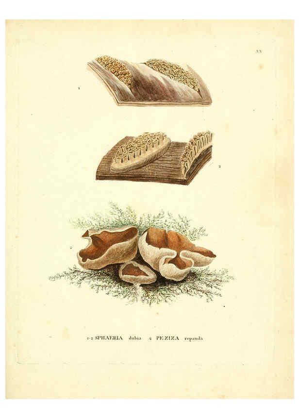 Reproducción/Reproduction 6283597881: Icones pictae specierum rariorum fungorum in synopsi methodica descriptarum Paris,Amand Koenig,1803-1808