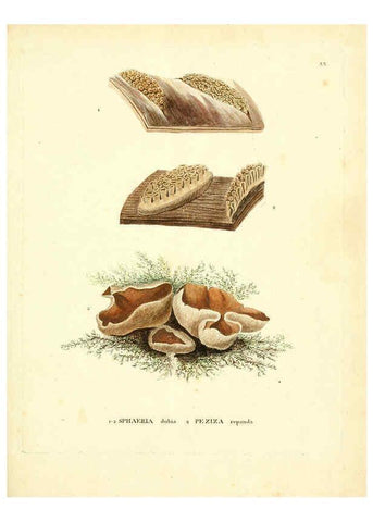 Reproducción/Reproduction 6283597881: Icones pictae specierum rariorum fungorum in synopsi methodica descriptarum Paris,Amand Koenig,1803-1808