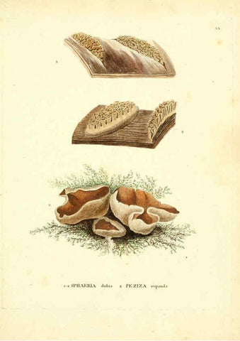 Reproducción/Reproduction 6283597881: Icones pictae specierum rariorum fungorum in synopsi methodica descriptarum Paris,Amand Koenig,1803-1808