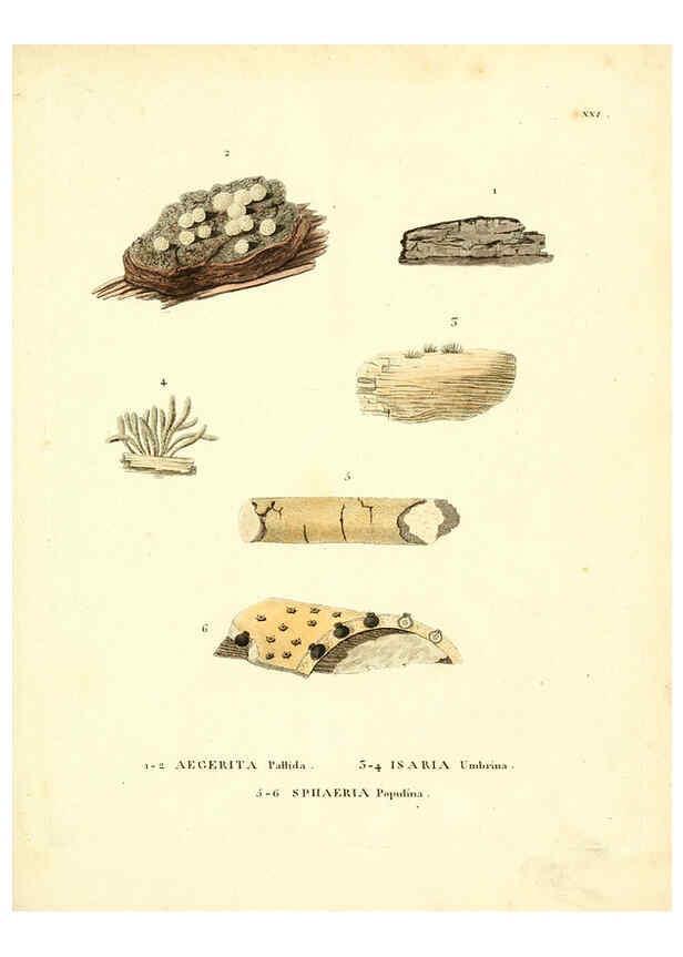 Reproducción/Reproduction 6284116724: Icones pictae specierum rariorum fungorum in synopsi methodica descriptarum Paris,Amand Koenig,1803-1808