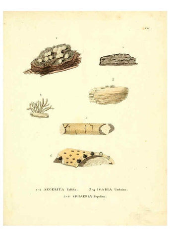 Reproducción/Reproduction 6284116724: Icones pictae specierum rariorum fungorum in synopsi methodica descriptarum Paris,Amand Koenig,1803-1808