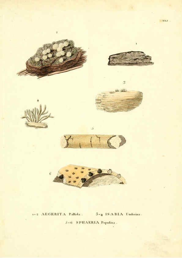 Reproducción/Reproduction 6284116724: Icones pictae specierum rariorum fungorum in synopsi methodica descriptarum Paris,Amand Koenig,1803-1808