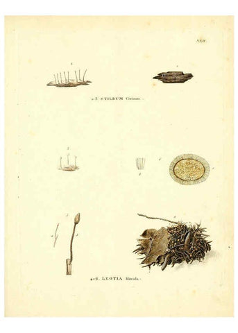 Reproducción/Reproduction 6284117262: Icones pictae specierum rariorum fungorum in synopsi methodica descriptarum Paris,Amand Koenig,1803-1808