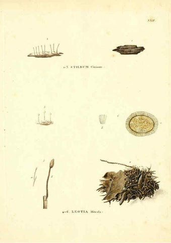 Reproducción/Reproduction 6284117262: Icones pictae specierum rariorum fungorum in synopsi methodica descriptarum Paris,Amand Koenig,1803-1808