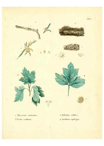 Reproducción/Reproduction 6283598891: Icones pictae specierum rariorum fungorum in synopsi methodica descriptarum Paris,Amand Koenig,1803-1808