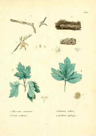 Reproducción/Reproduction 6283598891: Icones pictae specierum rariorum fungorum in synopsi methodica descriptarum Paris,Amand Koenig,1803-1808