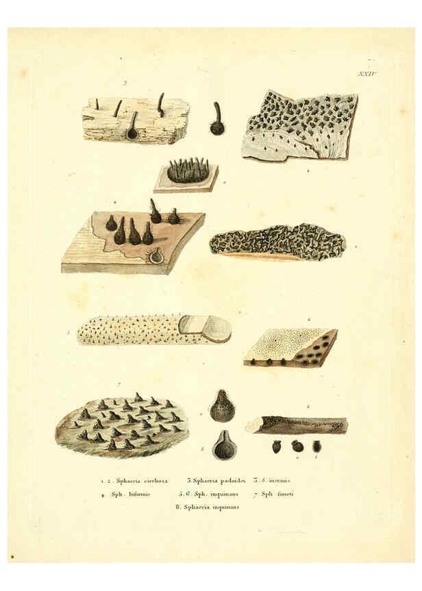 Reproducción/Reproduction 6283599127: Icones pictae specierum rariorum fungorum in synopsi methodica descriptarum Paris,Amand Koenig,1803-1808