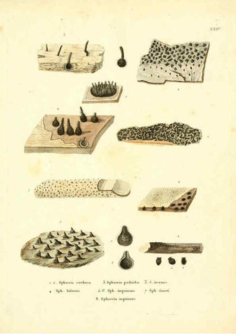 Reproducción/Reproduction 6283599127: Icones pictae specierum rariorum fungorum in synopsi methodica descriptarum Paris,Amand Koenig,1803-1808