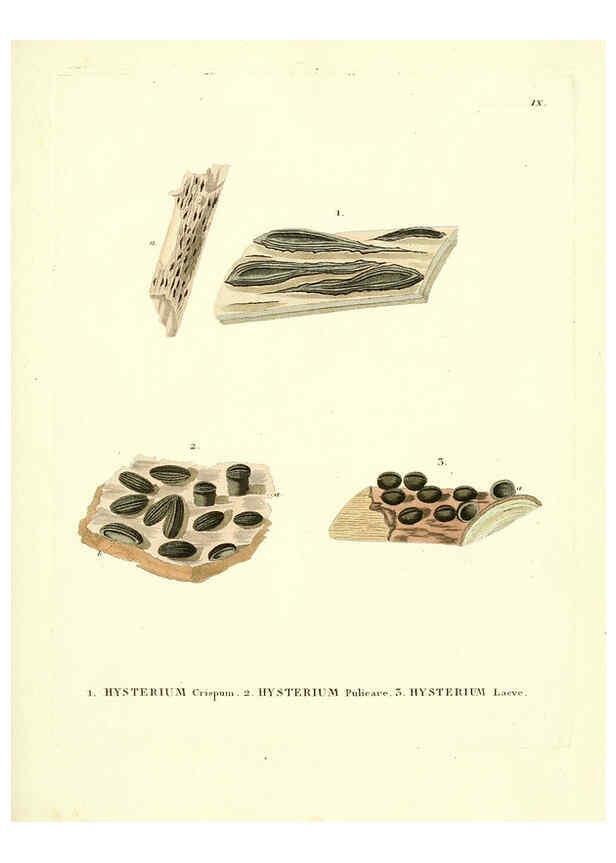 Reproducción/Reproduction 6284113040: Icones pictae specierum rariorum fungorum in synopsi methodica descriptarum Paris,Amand Koenig,1803-1808