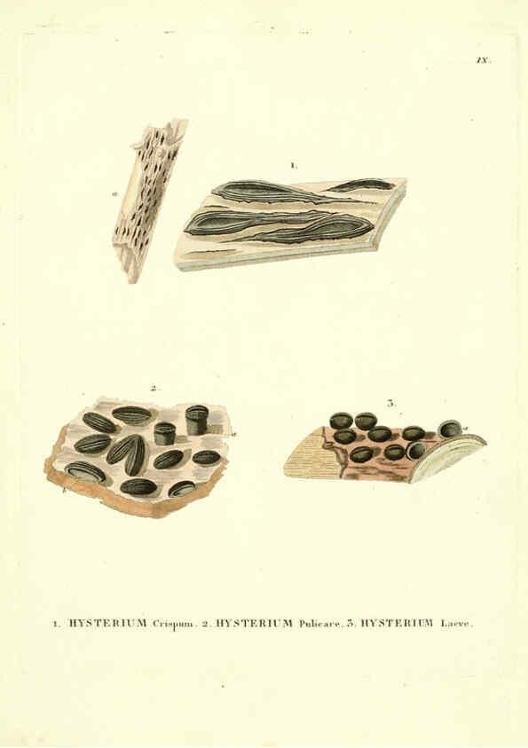 Reproducción/Reproduction 6284113040: Icones pictae specierum rariorum fungorum in synopsi methodica descriptarum Paris,Amand Koenig,1803-1808