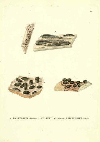 Reproducción/Reproduction 6284113040: Icones pictae specierum rariorum fungorum in synopsi methodica descriptarum Paris,Amand Koenig,1803-1808