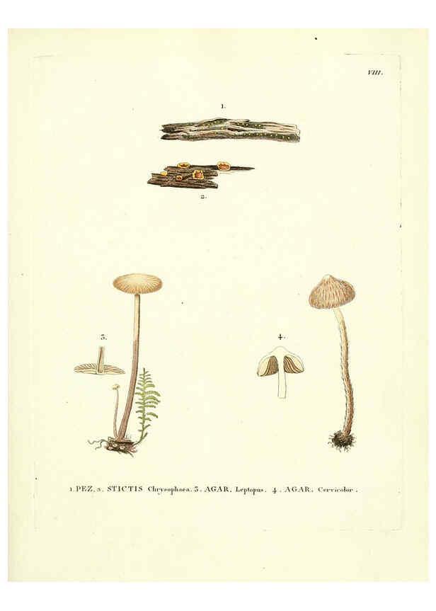 Reproducción/Reproduction 6283594181: Icones pictae specierum rariorum fungorum in synopsi methodica descriptarum Paris,Amand Koenig,1803-1808