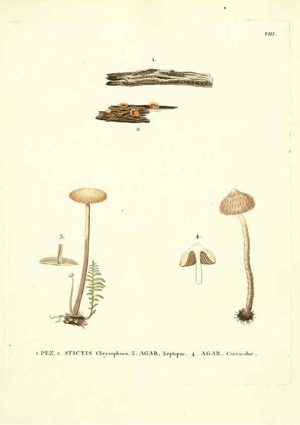 Reproducción/Reproduction 6283594181: Icones pictae specierum rariorum fungorum in synopsi methodica descriptarum Paris,Amand Koenig,1803-1808