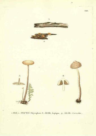 Reproducción/Reproduction 6283594181: Icones pictae specierum rariorum fungorum in synopsi methodica descriptarum Paris,Amand Koenig,1803-1808