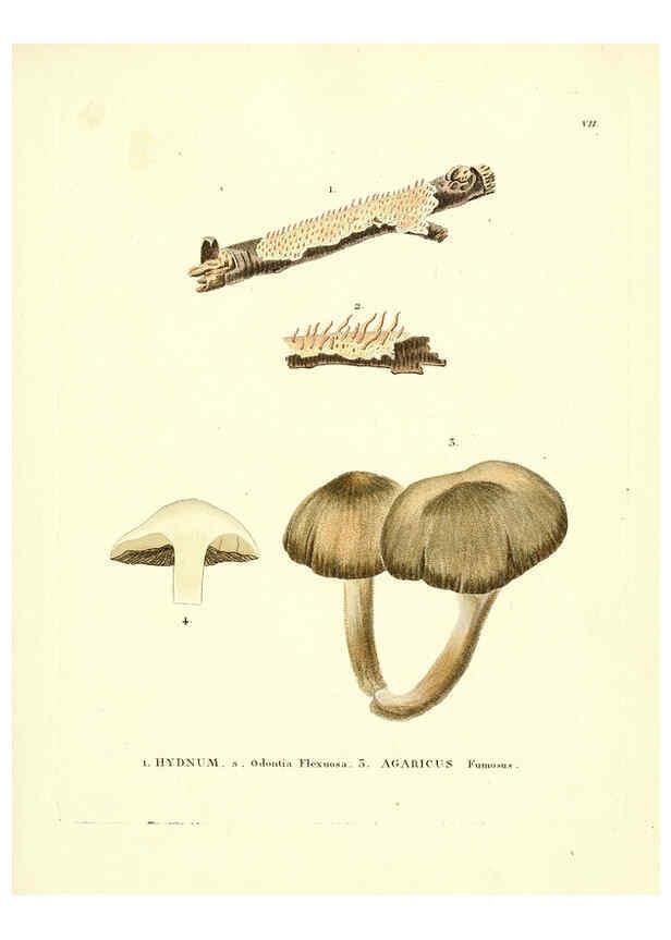Reproducción/Reproduction 6283593867: Icones pictae specierum rariorum fungorum in synopsi methodica descriptarum Paris,Amand Koenig,1803-1808