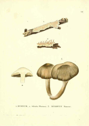 Reproducción/Reproduction 6283593867: Icones pictae specierum rariorum fungorum in synopsi methodica descriptarum Paris,Amand Koenig,1803-1808