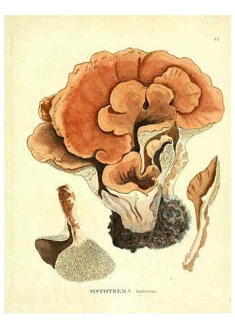 Reproducción/Reproduction 6284112244: Icones pictae specierum rariorum fungorum in synopsi methodica descriptarum Paris,Amand Koenig,1803-1808