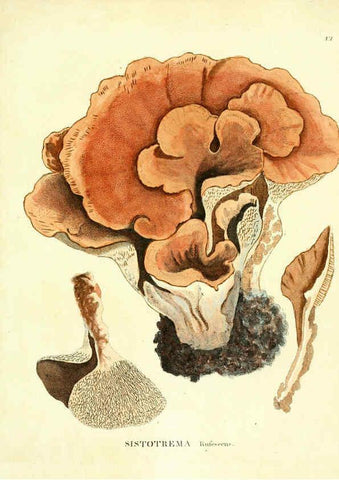 Reproducción/Reproduction 6284112244: Icones pictae specierum rariorum fungorum in synopsi methodica descriptarum Paris,Amand Koenig,1803-1808