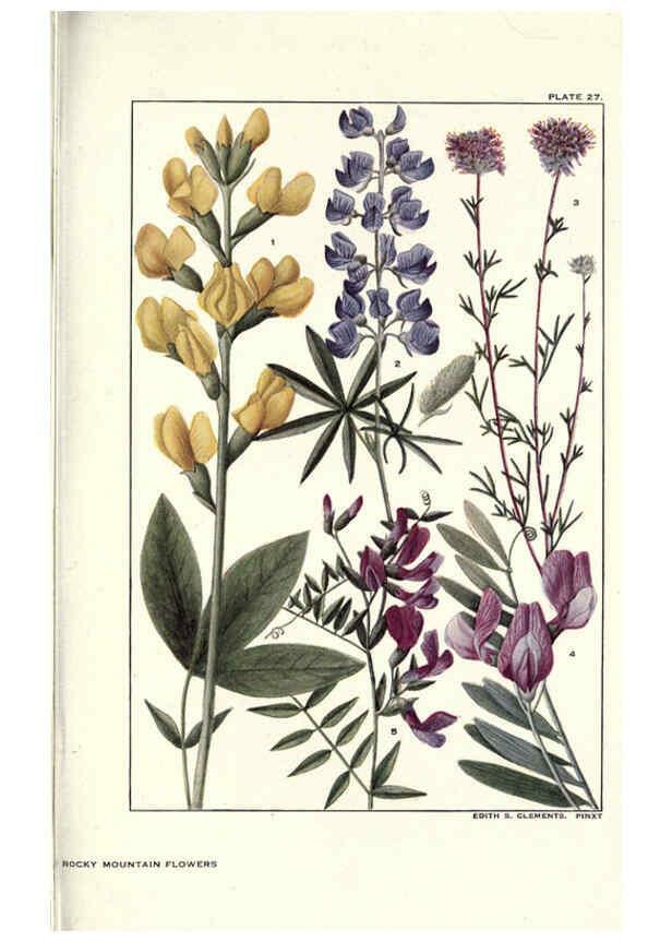 Reproducción/Reproduction 6279688855: Rocky mountain flowers New York city,the H.W. Wilson company,1914