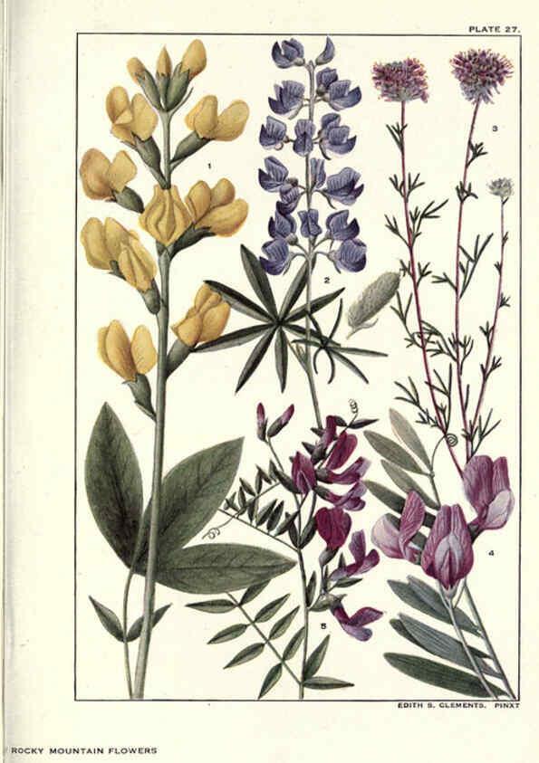 Reproducción/Reproduction 6279688855: Rocky mountain flowers New York city,the H.W. Wilson company,1914