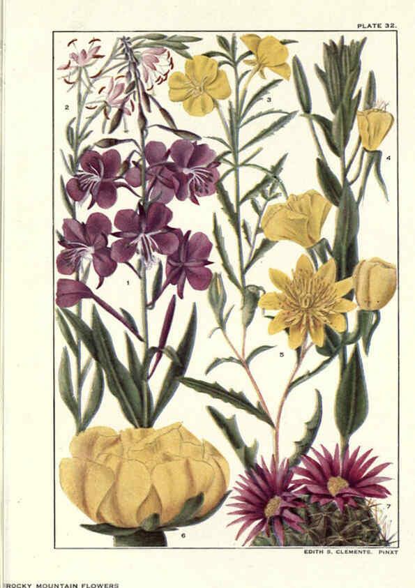 Reproducción/Reproduction 6279689597: Rocky mountain flowers New York city,the H.W. Wilson company,1914