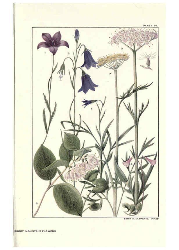 Reproducción/Reproduction 6279689873: Rocky mountain flowers New York city,the H.W. Wilson company,1914