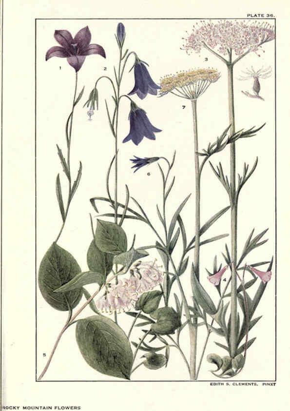 Reproducción/Reproduction 6279689873: Rocky mountain flowers New York city,the H.W. Wilson company,1914