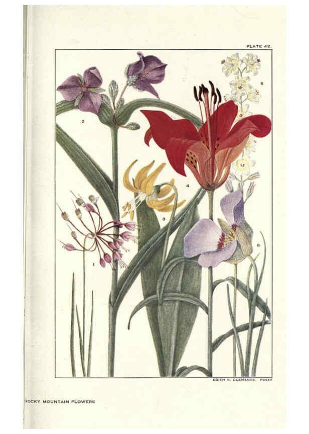 Reproducción/Reproduction 6279691091: Rocky mountain flowers New York city,the H.W. Wilson company,1914