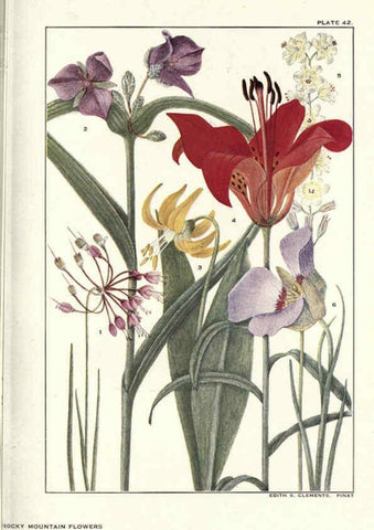 Reproducción/Reproduction 6279691091: Rocky mountain flowers New York city,the H.W. Wilson company,1914