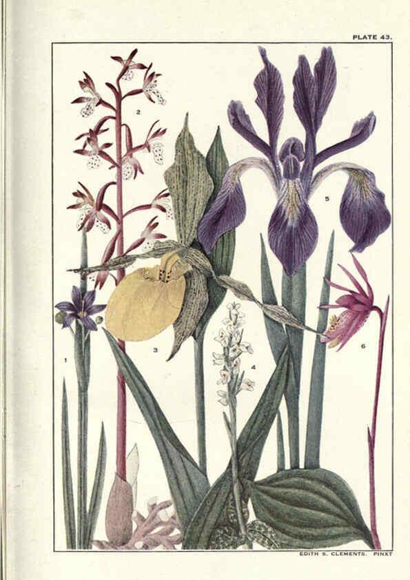Reproducción/Reproduction 6279691313: Rocky mountain flowers New York city,the H.W. Wilson company,1914