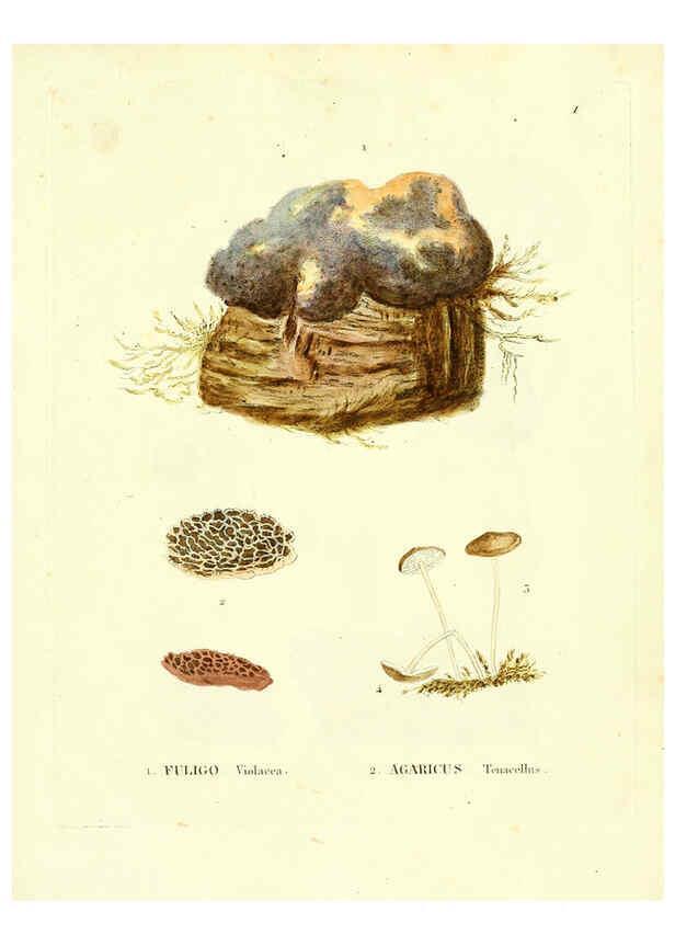 Reproducción/Reproduction 6284111214: Icones pictae specierum rariorum fungorum in synopsi methodica descriptarum Paris,Amand Koenig,1803-1808