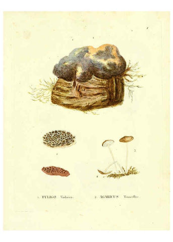 Reproducción/Reproduction 6284111214: Icones pictae specierum rariorum fungorum in synopsi methodica descriptarum Paris,Amand Koenig,1803-1808