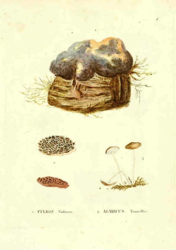 Reproducción/Reproduction 6284111214: Icones pictae specierum rariorum fungorum in synopsi methodica descriptarum Paris,Amand Koenig,1803-1808