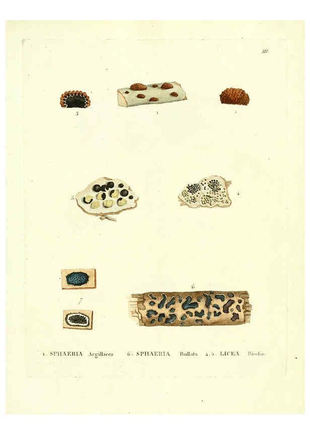 Reproducción/Reproduction 6284111510: Icones pictae specierum rariorum fungorum in synopsi methodica descriptarum Paris,Amand Koenig,1803-1808