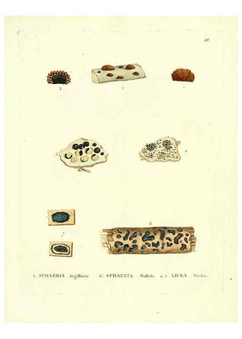 Reproducción/Reproduction 6284111510: Icones pictae specierum rariorum fungorum in synopsi methodica descriptarum Paris,Amand Koenig,1803-1808