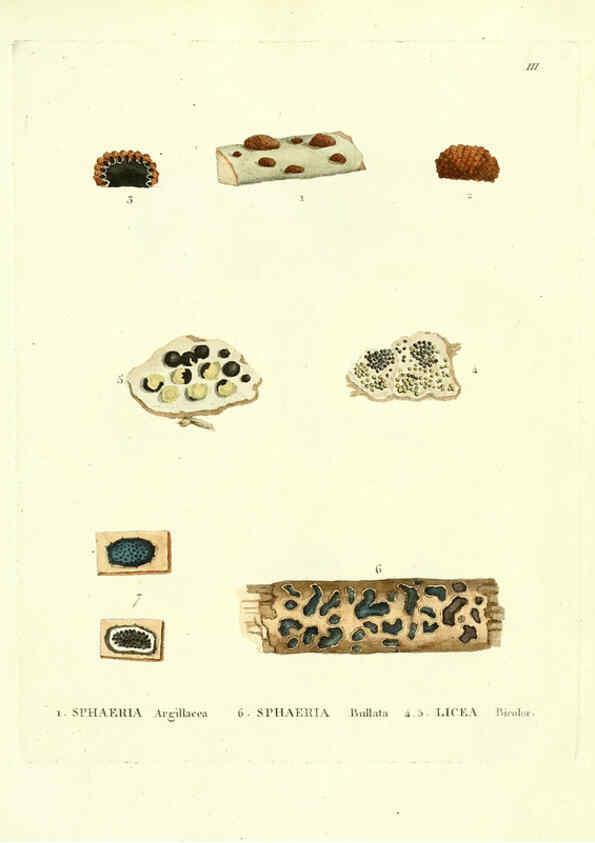 Reproducción/Reproduction 6284111510: Icones pictae specierum rariorum fungorum in synopsi methodica descriptarum Paris,Amand Koenig,1803-1808