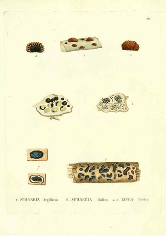 Reproducción/Reproduction 6284111510: Icones pictae specierum rariorum fungorum in synopsi methodica descriptarum Paris,Amand Koenig,1803-1808