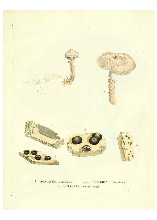 Reproducción/Reproduction 6283593335: Icones pictae specierum rariorum fungorum in synopsi methodica descriptarum Paris,Amand Koenig,1803-1808