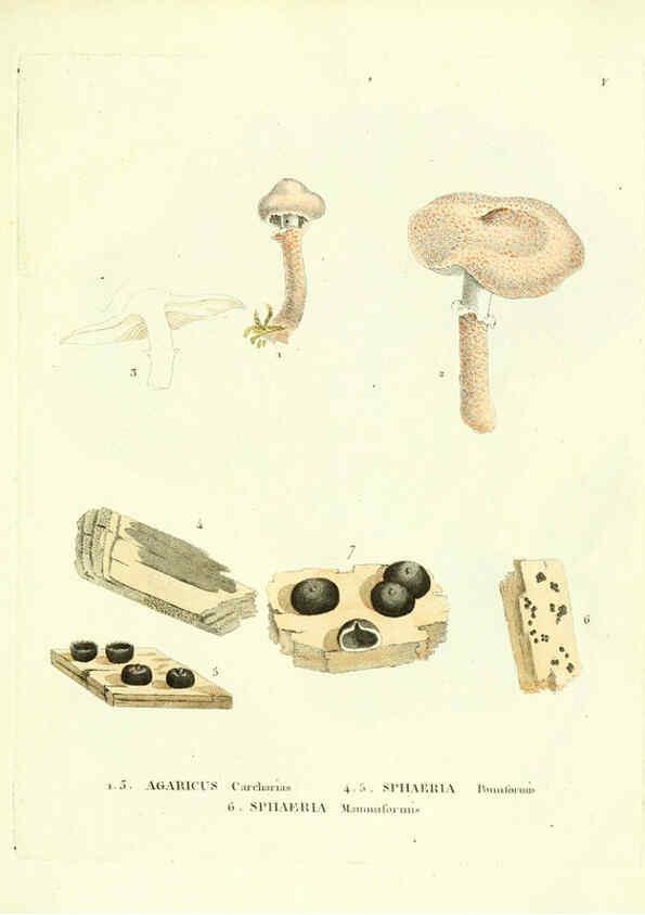 Reproducción/Reproduction 6283593335: Icones pictae specierum rariorum fungorum in synopsi methodica descriptarum Paris,Amand Koenig,1803-1808