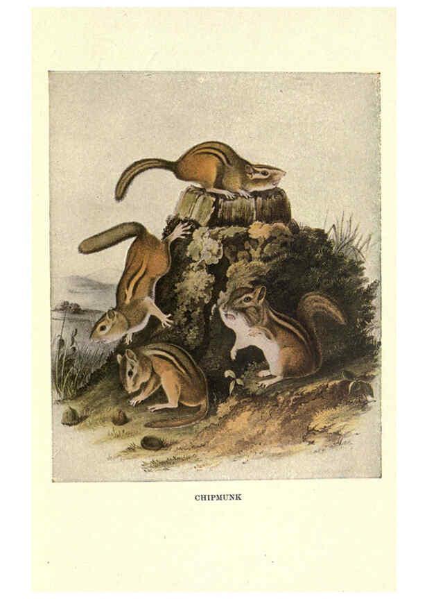 Reproducción/Reproduction 6286178096: Squirrels and other fur-bearers Boston ;Houghton Mifflin company,c1909