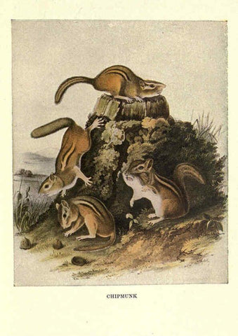 Reproducción/Reproduction 6286178096: Squirrels and other fur-bearers Boston ;Houghton Mifflin company,c1909