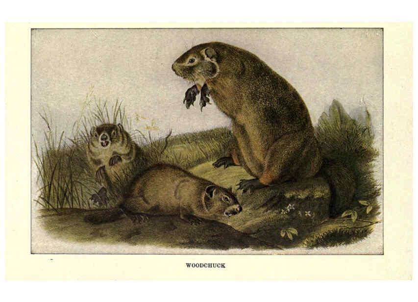 Reproducción/Reproduction 6286178276: Squirrels and other fur-bearers Boston ;Houghton Mifflin company,c1909