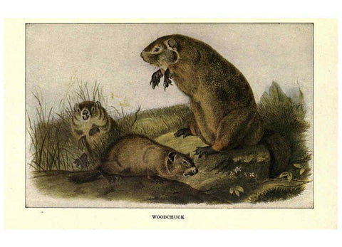 Reproducción/Reproduction 6286178276: Squirrels and other fur-bearers Boston ;Houghton Mifflin company,c1909