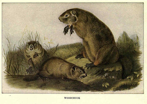 Reproducción/Reproduction 6286178276: Squirrels and other fur-bearers Boston ;Houghton Mifflin company,c1909