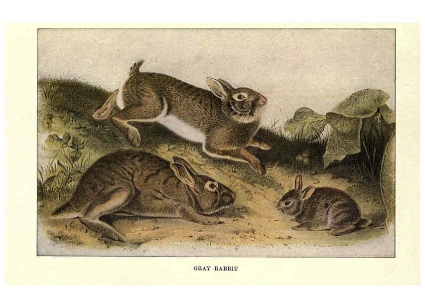 Reproducción/Reproduction 6285657539: Squirrels and other fur-bearers Boston ;Houghton Mifflin company,c1909