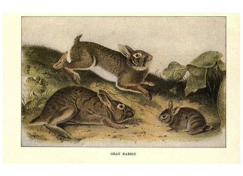 Reproducción/Reproduction 6285657539: Squirrels and other fur-bearers Boston ;Houghton Mifflin company,c1909
