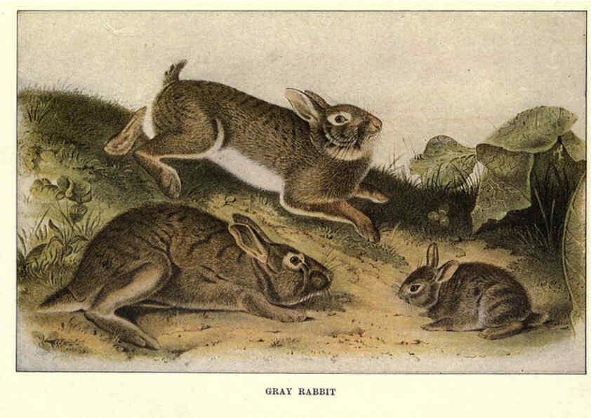 Reproducción/Reproduction 6285657539: Squirrels and other fur-bearers Boston ;Houghton Mifflin company,c1909