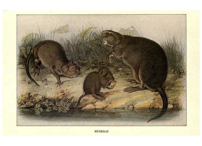 Reproducción/Reproduction 6285657743: Squirrels and other fur-bearers Boston ;Houghton Mifflin company,c1909